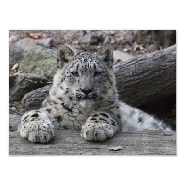 Snow Leopard Cub Sitting Photo Print (Front)