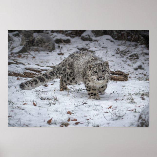Snow Leopard Cub Stalking Poster (Front)
