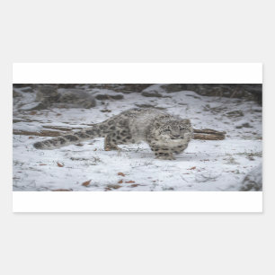 Snow Leopard Cub Stalking Rectangular Sticker