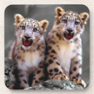Snow Leopard Cubs Coaster