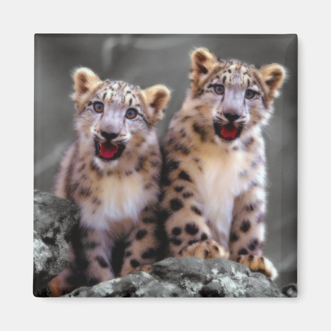 Snow Leopard Cubs Magnet (Front)