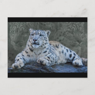 Snow Leopard Dreams Postcard