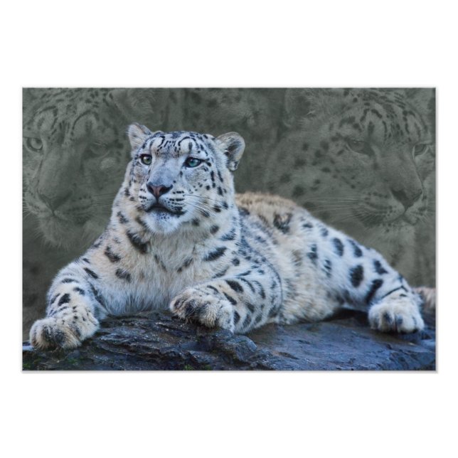 Snow Leopard Dreams Print (Front)