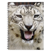 Snow Leopard Face