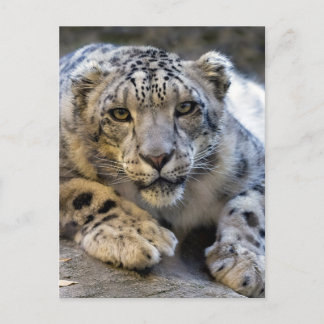 Snow Leopard Face Photo Postcard