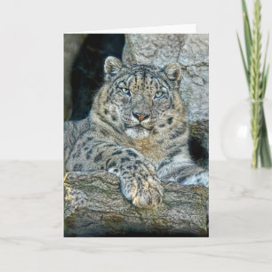Snow Leopard Following Eyes Card
