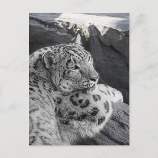 Snow Leopard Icy Stare Postcard (Front)