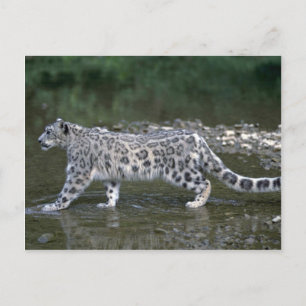 Snow leopard in river postcard