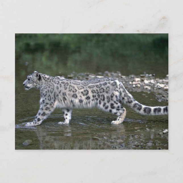 Snow leopard in river postcard (Front)