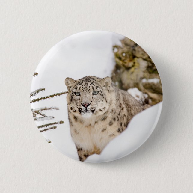 Snow Leopard in the Snow 6 Cm Round Badge (Front)