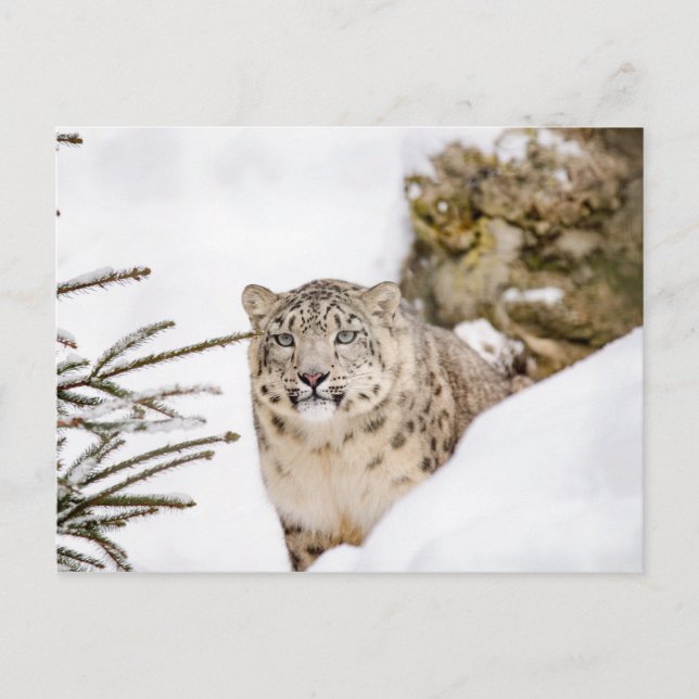 Snow Leopard in the Snow Postcard (Front)