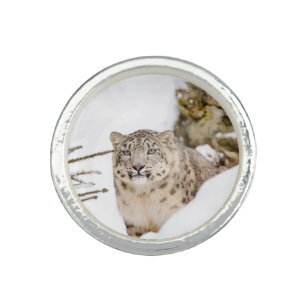 Snow Leopard in the Snow Ring