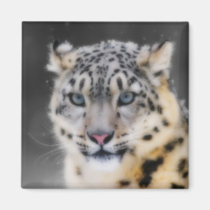 Snow Leopard Magnet