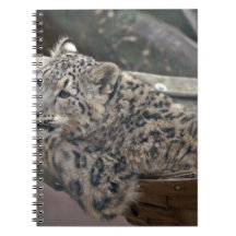 Snow Leopard