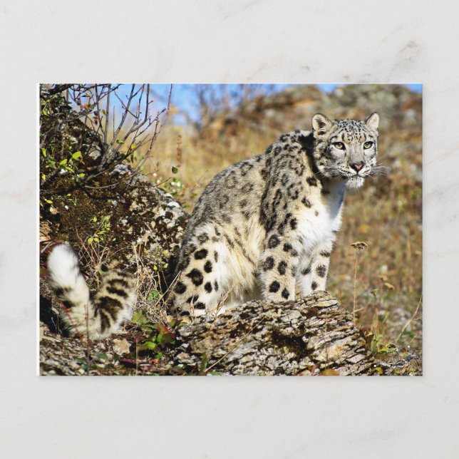 Snow Leopard on the Lookout Postcard (Front)