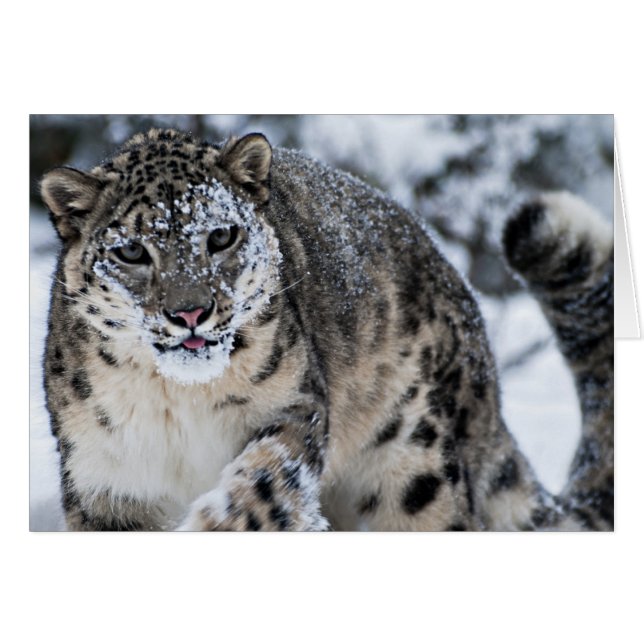 Snow Leopard on the Prowl (Front Horizontal)