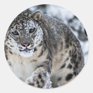 Snow Leopard on the Prowl Classic Round Sticker