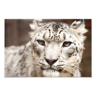 Snow Leopard Photo Print