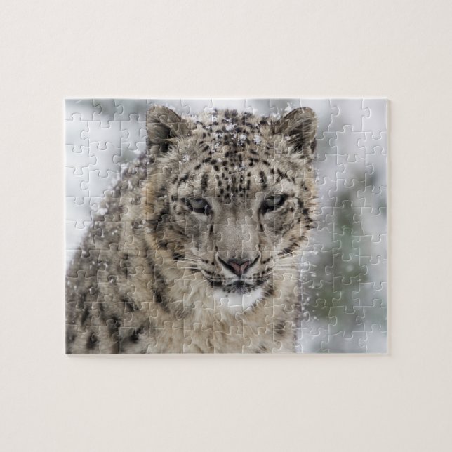 Snow Leopard Portrait in Snow 3 Jigsaw Puzzle (Horizontal)