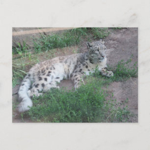 Snow Leopard Postcard