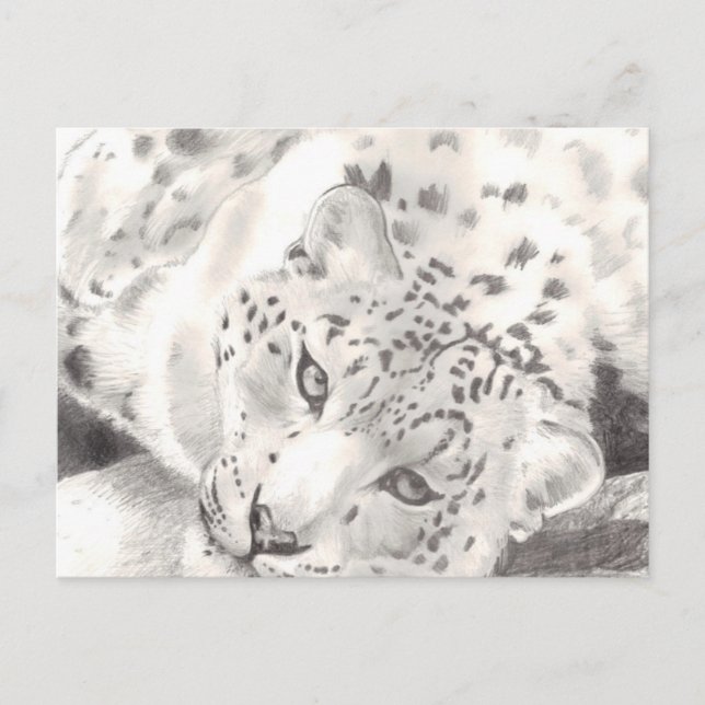 Snow Leopard Postcard (Front)