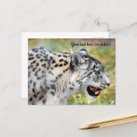 Snow Leopard Postcard