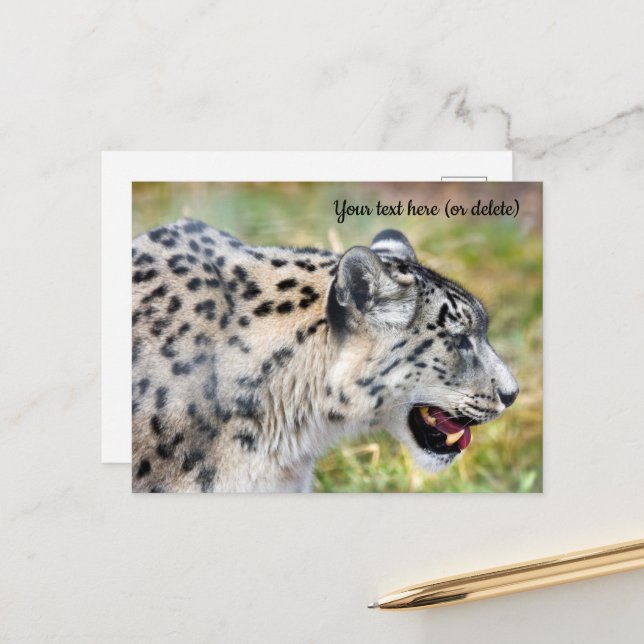 Snow Leopard Postcard (Front/Back In Situ)