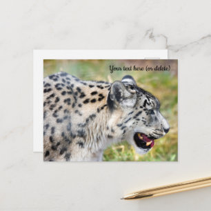 Snow Leopard Postcard