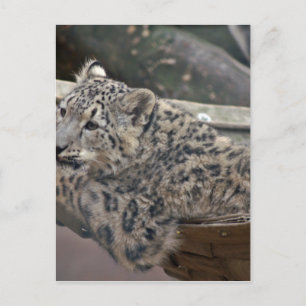 Snow Leopard Postcard