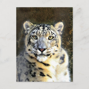 Snow Leopard Postcard
