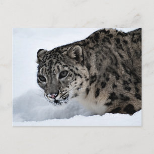 Snow Leopard Postcard