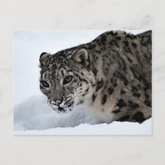 Snow Leopard Postcard