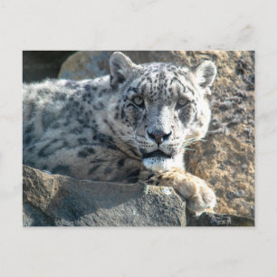Snow leopard postcard