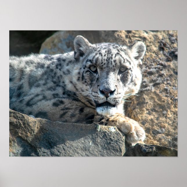 Snow leopard poster (Front)