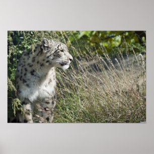 Snow leopard poster