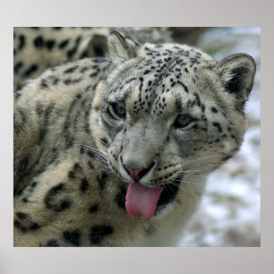 Snow Leopard Poster