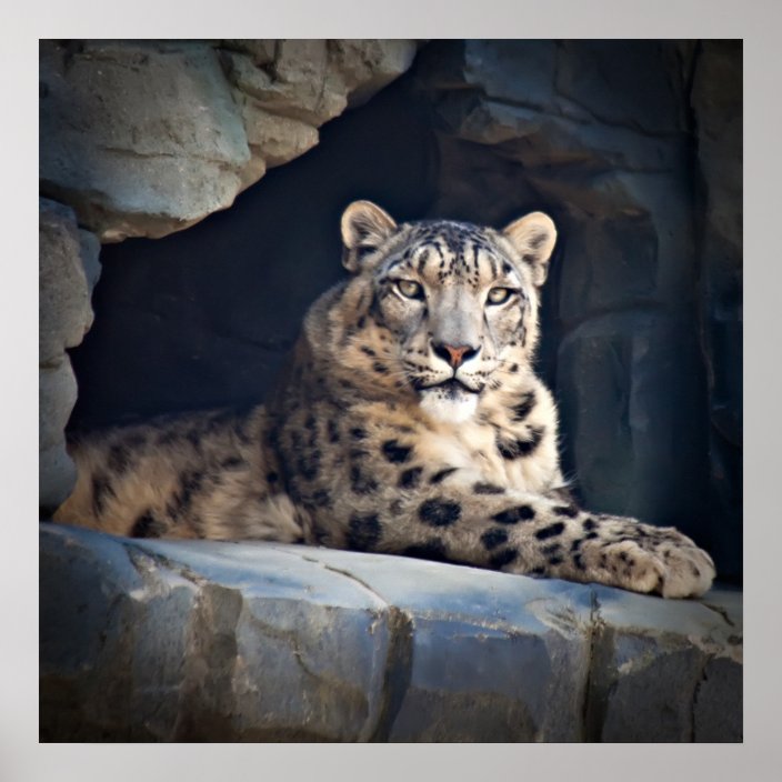 Snow Leopard Poster | Zazzle.com.au