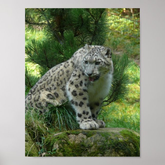Snow Leopard Poster (Front)