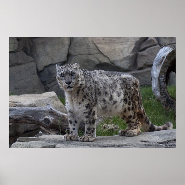 Snow Leopard Poster (Front)