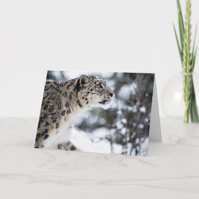 Snow Leopard Profile Card (Front)