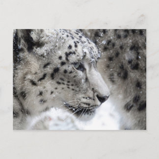 Snow Leopard Profile Portrait Postcard