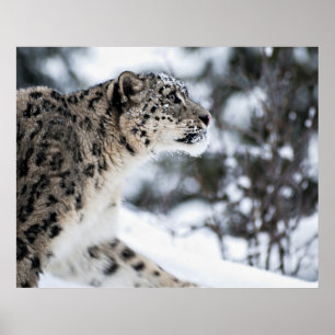 Snow Leopard Profile Poster