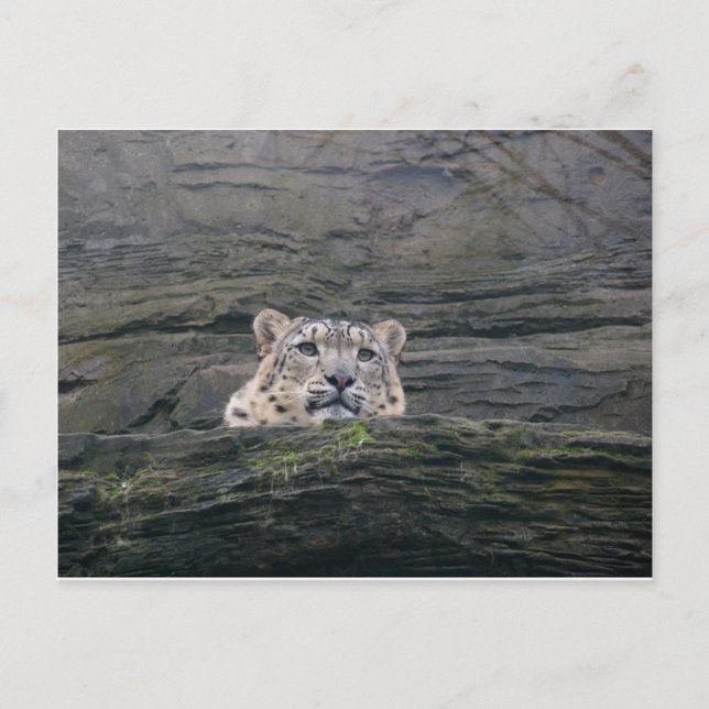 Snow Leopard Resting Postcard (Front)