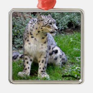 Snow leopard sitting on the grass  metal ornament