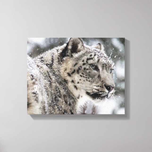 Snow Leopard Snow Portrait Canvas Print (Front)