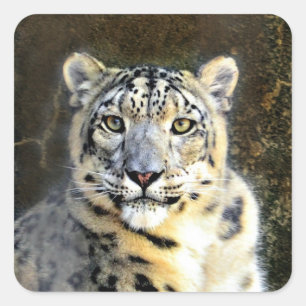 Snow Leopard Square Sticker