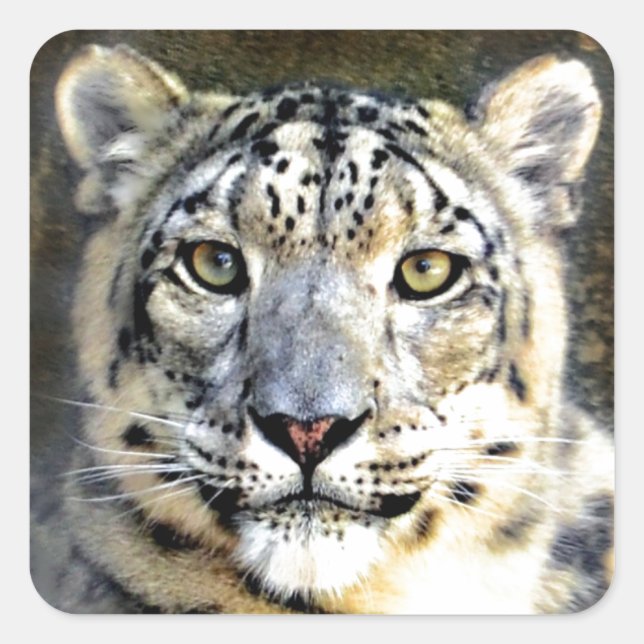Snow Leopard Square Sticker (Front)