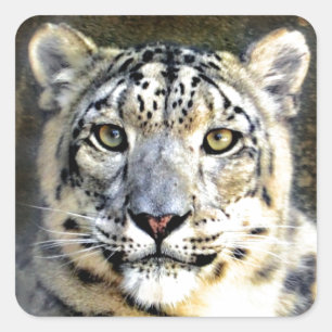 Snow Leopard Square Sticker