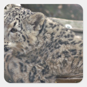 Snow Leopard Square Sticker