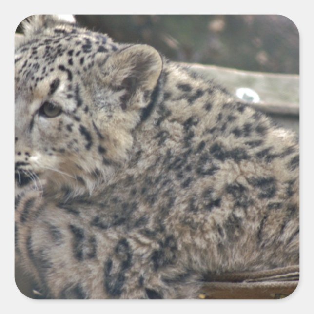 Snow Leopard Square Sticker (Front)
